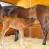 Monitoring Horse Stables and Foaling Barns