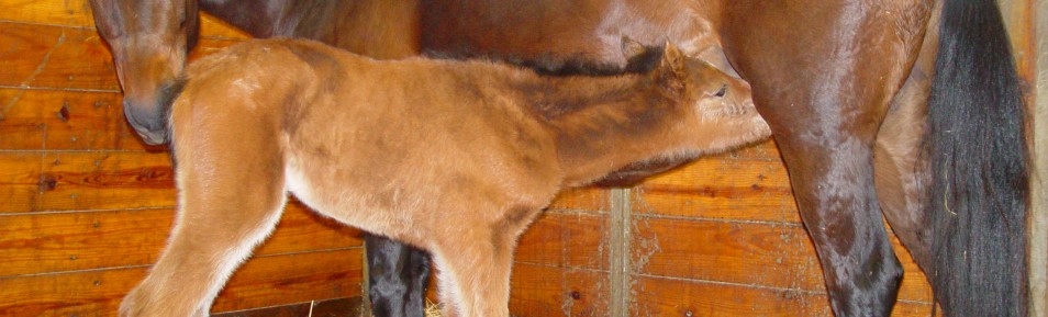 Monitoring Horse Stables and Foaling Barns